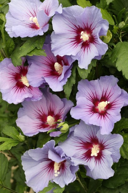 Гібіскус сирійський Марина | Гибискус сирийский Марина | Hibiscus syriacus Marina